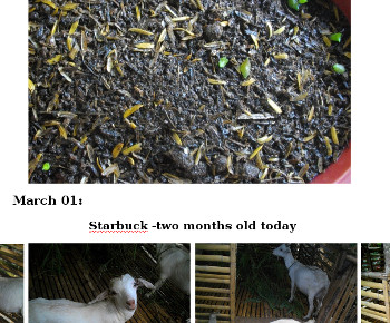 Visual link to march 2016 Garden Diary