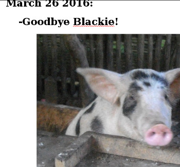 Visual link to webpage documenting the slaughter of
              Blackie