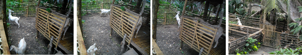 Images of goat pen under construction