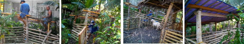 Images of construction of new roof for goat pen