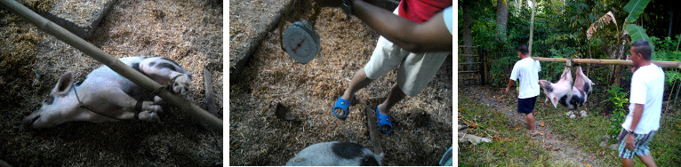 Images of pig being hogtied, weighed and carried