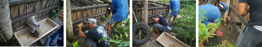 Images of building a pig trough