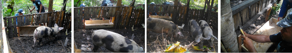 Images of building a pig trough