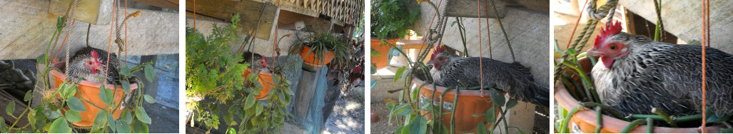 Images of Chicken sitting on eggs in hanging flower
        basket