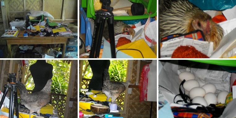 Images of chicken laying eggs on
        livingroom worktable