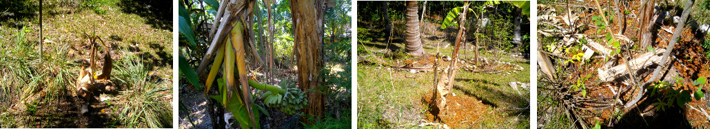 Images of banana trees suffereing from drought