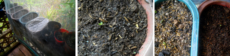 Images of young cactus seedlings