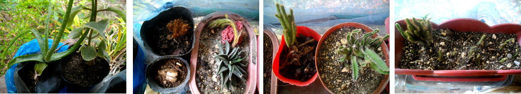 Images of cacti on tropical balcony