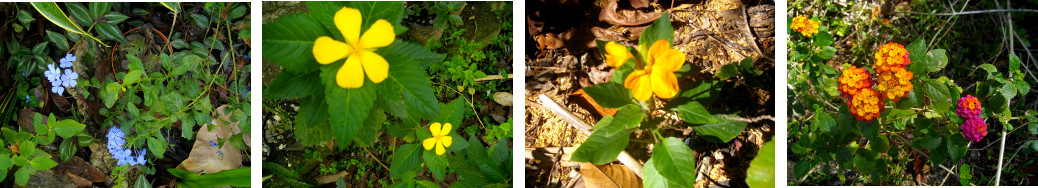 Images of may flowers in a tropical garden recovering
        from drought