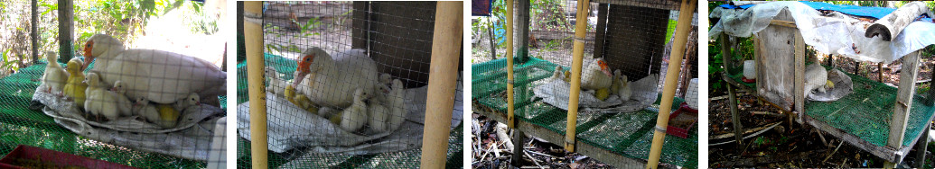 Images of Muscovy ducks in coop