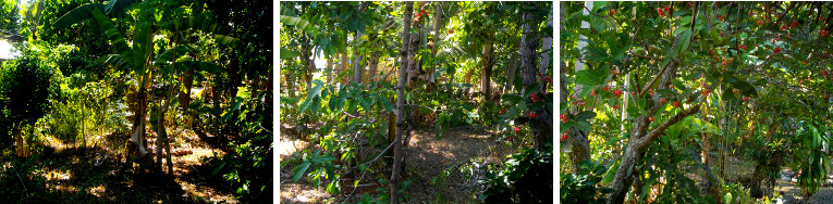 Images of shady area of tropical garden during drought