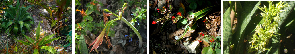 Images of flowers surviving a tropical
        drought