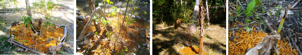 Images of tropical garden suffering
        from drought