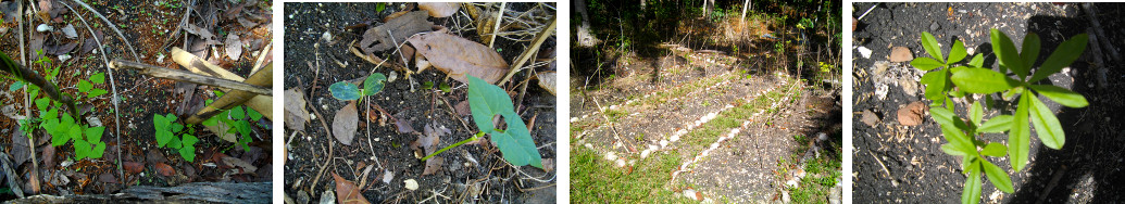 Images of tropical garden recovering from drought