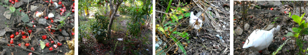 Images of ducks and chickens foraging
        under Tambis tree