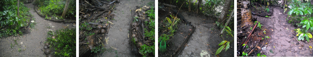 Images of run offf in tropical backyard