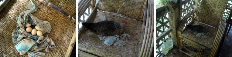 Images of hen sitting on eggs in tropical balcony chair