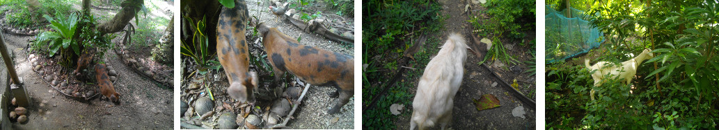 Images of piglets and goats escaped
        from pen in tropical backyard