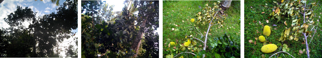 Images of branch fallen from a Lanka
        tree