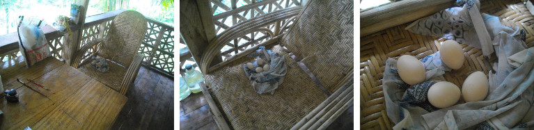 Images of eggs laid in a reading chair
        on a tropical balcony