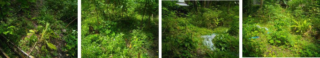 Images of tropical backyard area designated for pig
        pens