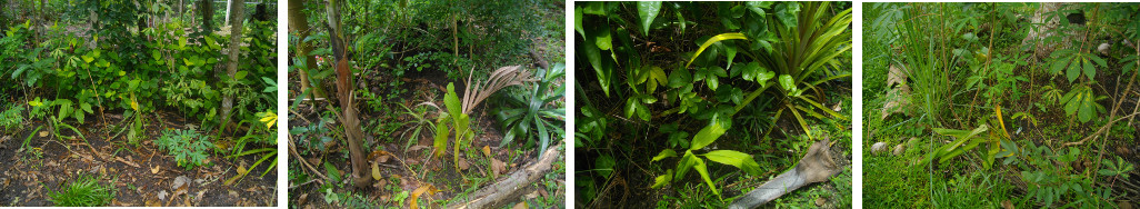 Images of transplanted turmeric