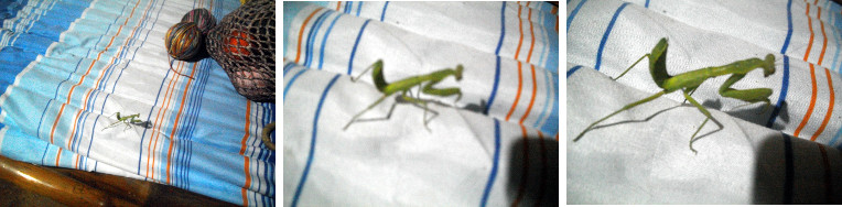 Images of Praying Mantis on a bed