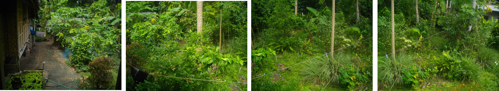 Panoramic view of tropical garden