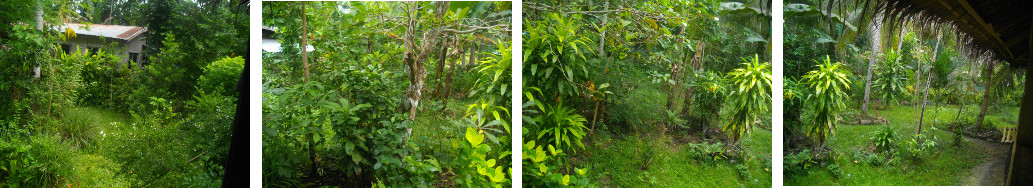 Panorama of tropical garden