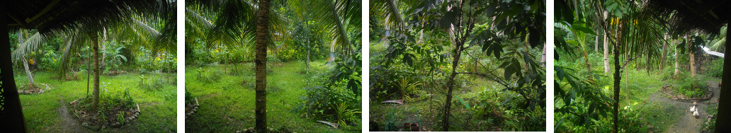 Panoramic images of tropical garden