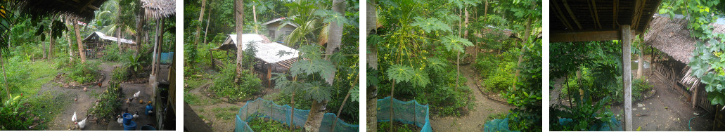 Panoramic Images of tropical garden