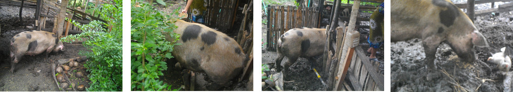 Images of escaped tropical backyard pig lured home with
        food