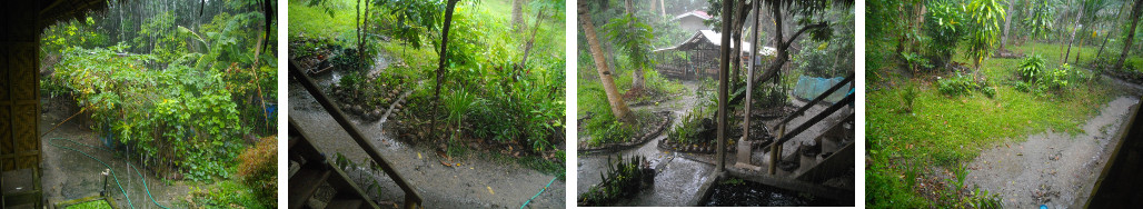 Images of tropical rain