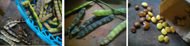 Images of Sinkemas seeds