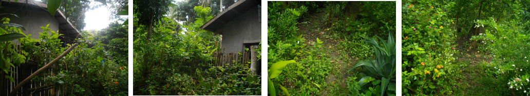 Images of trimmed hedges and paths in
        tropical garden