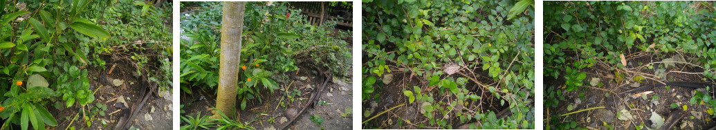 Images of garden patch before and after trimming