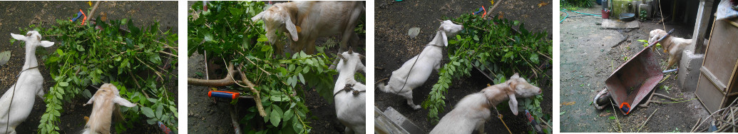 Images of goats feeding from wheelbarrow in tropical
        backyard