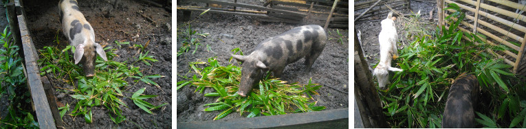 Images of pigs and goats eating bamboo in tropical
        backyard