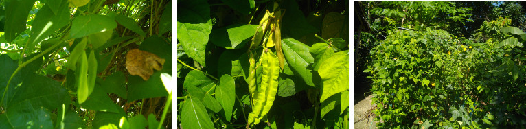 Images of beans growing in tropical
        backyard