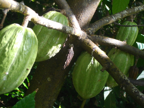 Images of Cocoa beans growing on the
        tree