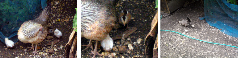 Images of hen with chicks