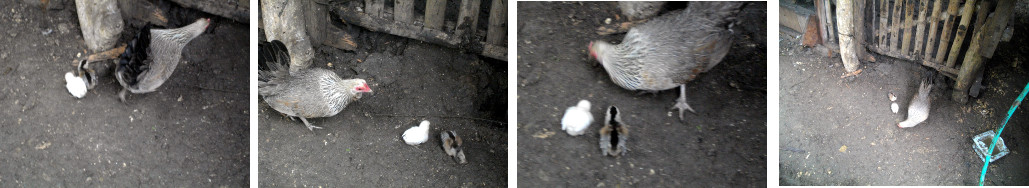 Images of tropical backyard hen with two chicks