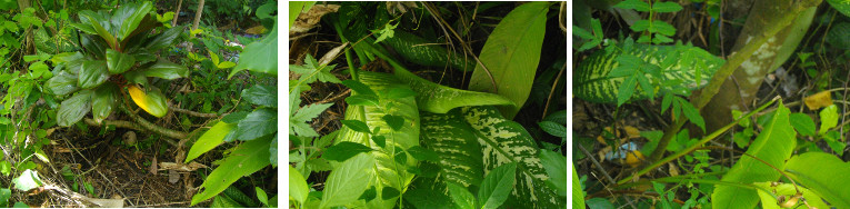 Images of under-develope hedge area in tropical garden