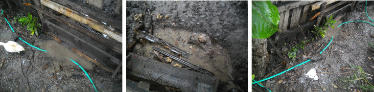 Images of flooding around tropical backyard pig pen