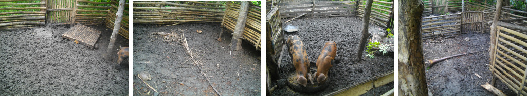 Images of tropical backyard piglet
        pen