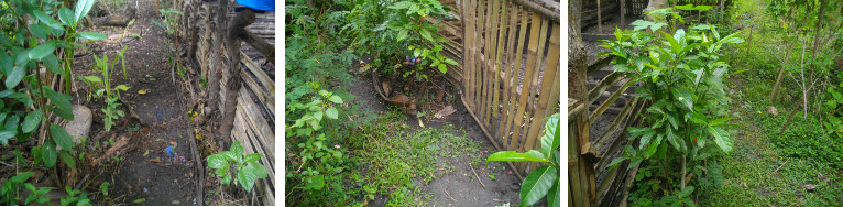 Images of area around tropical backyard goat pen