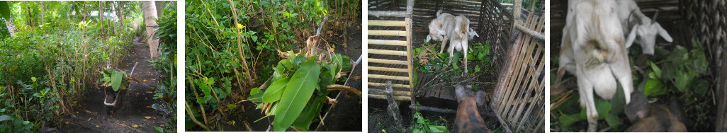 Images of trimming hedge and feeding
        goats