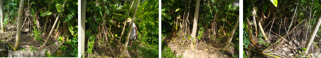 Images of tropical garden patch being
        cleared for replanting