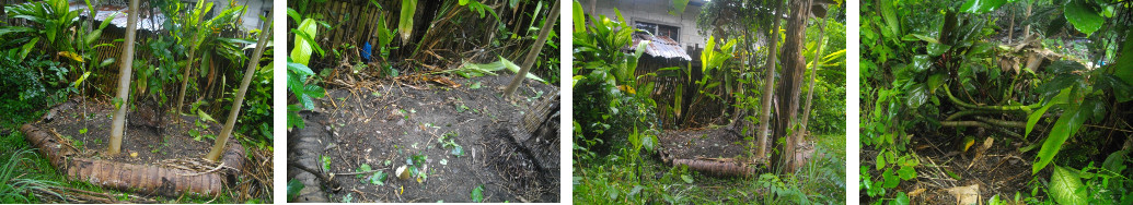 Images of tropical garden patch being cleaned for
        replanting