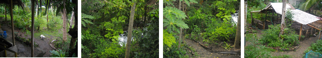 Images of overcast tropical morning